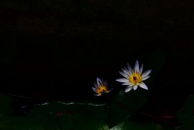 Close-up of flowers blooming against black background