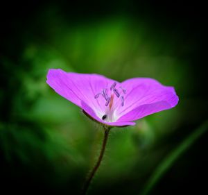 Close-up of pink flower blooming outdoors