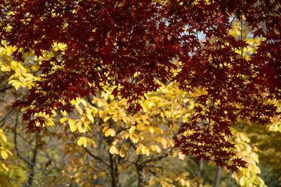 Tree with autumn leaves