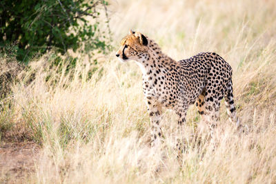 Side view of a cat