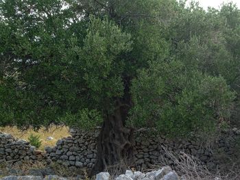 Plants growing on tree