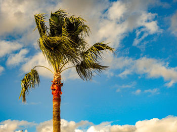 Low angle view of coconut palm tree against blue sky and white clouds