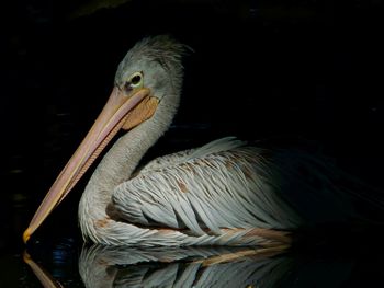 Pelican in the shadow