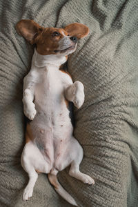 High angle view of dog lying on sofa at home