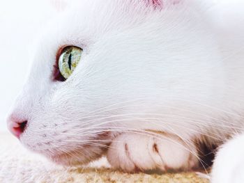 Close-up of white cat relaxing on doormat