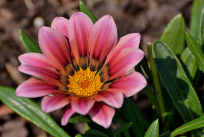 Close-up of pink flower