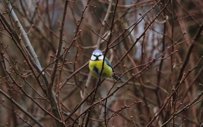 Blue tit perching on a branch in winter