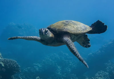 Turtle swimming in sea