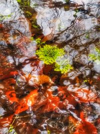 Full frame shot of autumn leaves