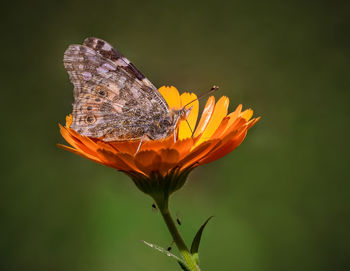 Close-up of butterfly pollinating on flower