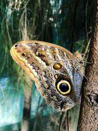 Close-up of butterfly on tree trunk