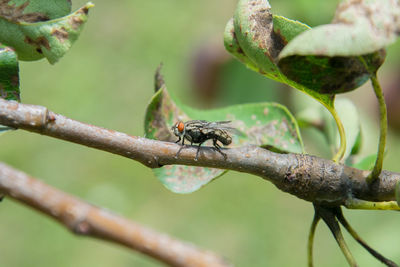 Close-up of insect on plant