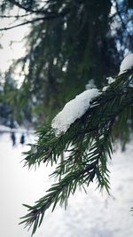 Close-up of frozen tree branch during winter