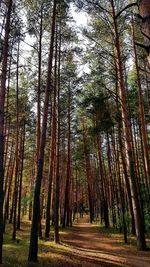 Trees growing in forest