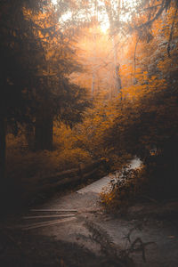 Trees in forest during autumn