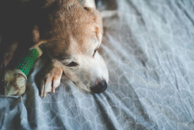 High angle view of dog