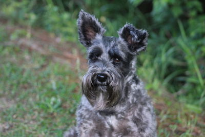 Close-up portrait of dog