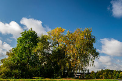 Low angle view of trees against sky during autumn