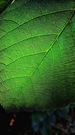 Extreme close up of green leaf