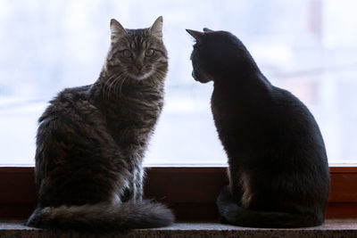 Cats looking away