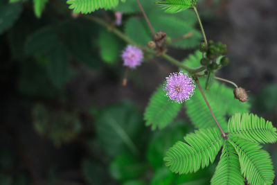 Close-up of purple flowering plant