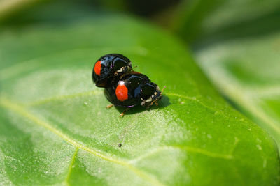 Close-up of ladybug on leaf