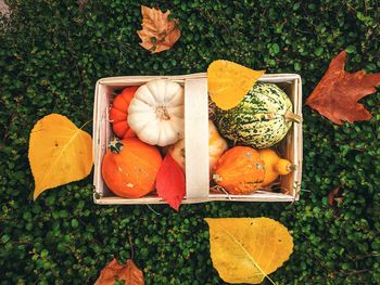 High angle view of orange fruits on leaves during autumn