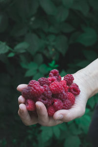 Close-up of hand holding strawberries