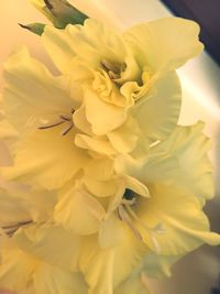 Close-up of yellow flower