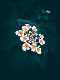 High angle view of white flowers against black background