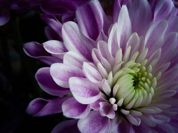 Close-up of dahlia