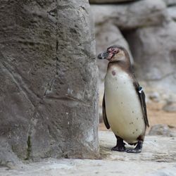 Close-up of penguin on rock