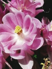 Close-up of pink flowers