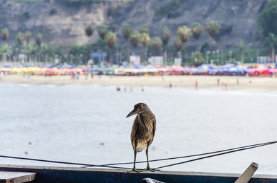 Bird perching on railing against sea