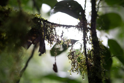 Close-up of leaves on tree