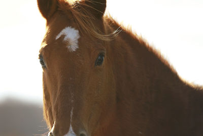 Close-up portrait of a horse