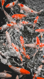 High angle view of koi carps swimming in lake