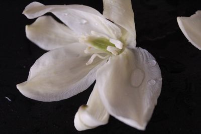 Close-up of white flower against black background