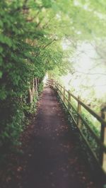 Footpath amidst trees