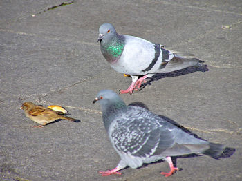 High angle view of bird perching on sand