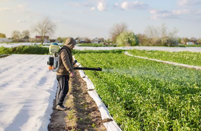 Male farmer with a mist sprayer processes potato bushes with chemicals. 