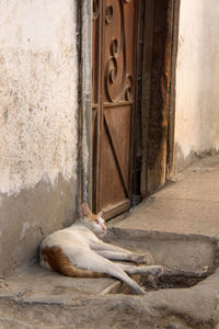 Cat sleeping in front of door on the street