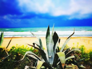 Scenic view of beach against sky