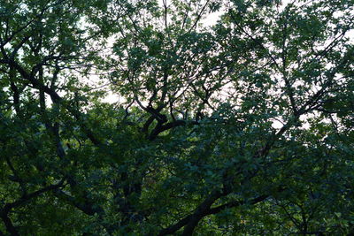 Low angle view of trees in forest