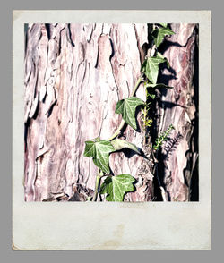 Close-up of plants against wall