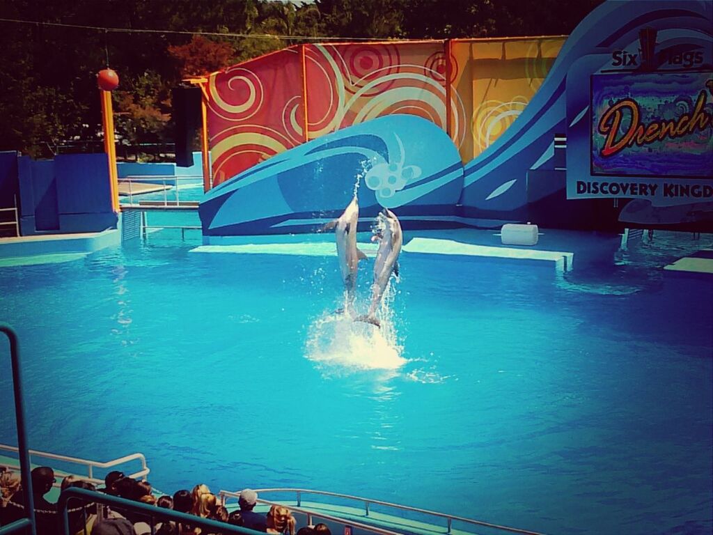 Dolphin show 