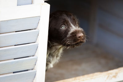 Close-up portrait of a dog