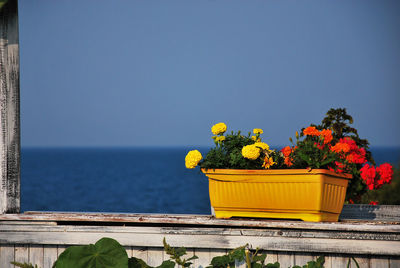 Yellow flowers on tree by sea against sky