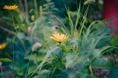 Close-up of flowers blooming outdoors