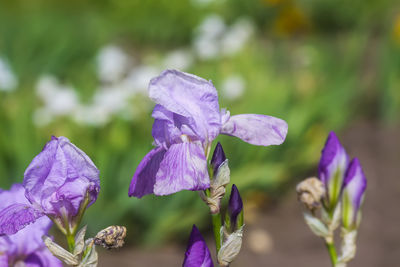 Close-up of purple flowering plant